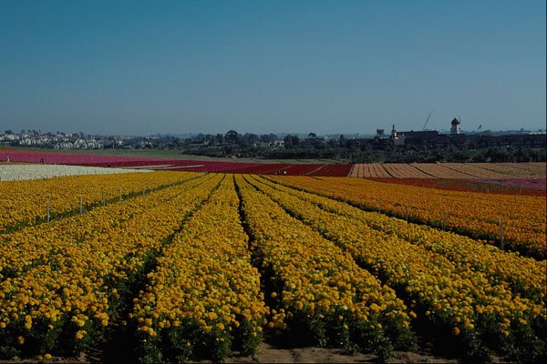438041 Ranunculus Fields, Carlsbad A4 Photo Print