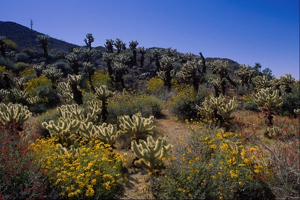 438043 Desert Flowers, Anza Borrego Desert State Park A4 Photo Print