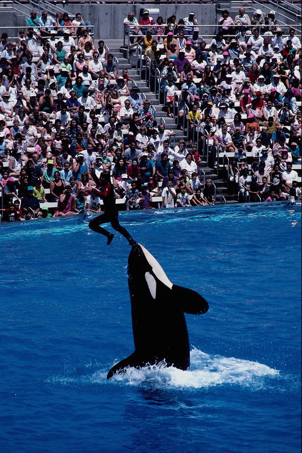 438047 Oca Catapulting Trainer, Sea World A4 Photo Print
