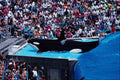 438048 Killer Whale And Audience, Sea World A4 Photo Print