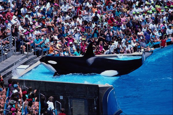 438048 Killer Whale And Audience, Sea World A4 Photo Print