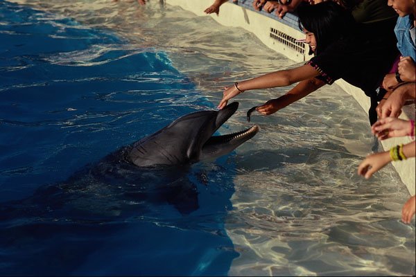 438049 Dolphin Feeding, Sea World A4 Photo Print