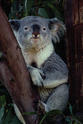 438051 Koala, San Diego Zoo A4 Photo Print