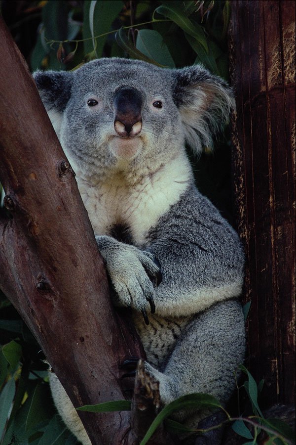438051 Koala, San Diego Zoo A4 Photo Print