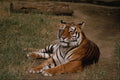 438052 Tiger, San Diego Wild Animal Park A4 Photo Print