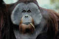 438068 Orangutan, San Diego Zoo A4 Photo Print