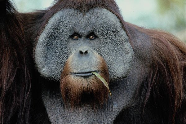 438068 Orangutan, San Diego Zoo A4 Photo Print