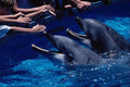 438070 Dolphin Feeding, Sea World A4 Photo Print