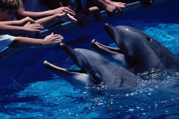 438070 Dolphin Feeding, Sea World A4 Photo Print