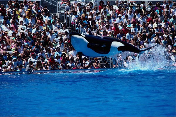 438074 Orca Performance, Sea World A4 Photo Print