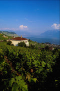 439001 The Lavaux Vineyards Above Lake Geneva A4 Photo Print
