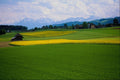 439003 Rapeseed Fields Are Contrasted With The Bernese Alps A4 Photo Print