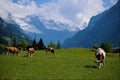 439015 Cows In Mountain Pasture A4 Photo Print