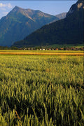 439051 Grain Fields Are Contrasted With Wooded Niesen A4 Photo Print