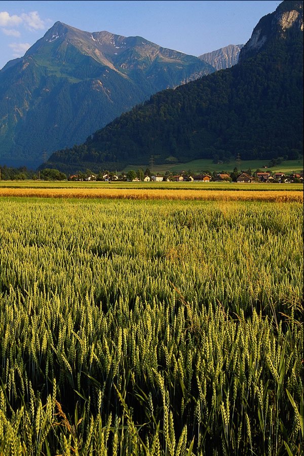 439051 Grain Fields Are Contrasted With Wooded Niesen A4 Photo Print