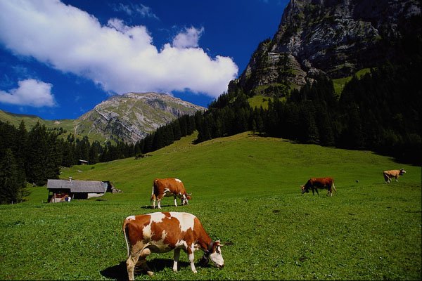 439058 Simmental Cattle In Poschenreid Valley Near Lenk A4 Photo Print