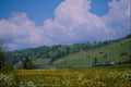 439062 Train Crossing Fields Of Wildflowers Near Munsingen A4 Photo Print