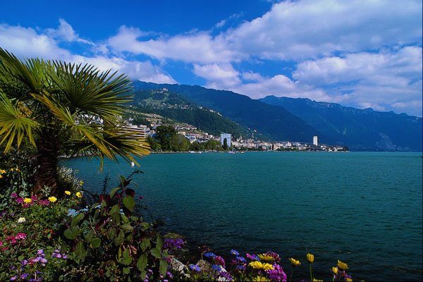 439084 Palms Flourish In The Temperate Climate Of Lake Geneva A4 Photo Print
