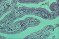440000 Columnar Epithelium (gall Bladder) A4 Photo Print