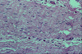 440002 Collagen Fibers A4 Photo Print