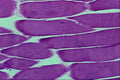 440004 Longitudinal Striated Muscle A4 Photo Print