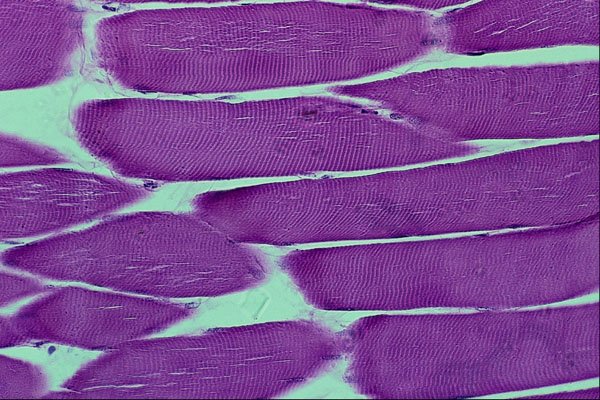 440004 Longitudinal Striated Muscle A4 Photo Print