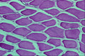440005 Cross section, Striated Muscle A4 Photo Print
