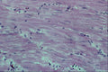 440007 Longitudinal Smooth Muscle (intestine) A4 Photo Print