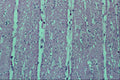 440008 Cross section Of Smooth Muscle (intestine) A4 Photo Print
