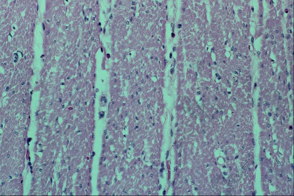 440008 Cross section Of Smooth Muscle (intestine) A4 Photo Print