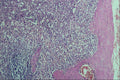 440011 Spleen A4 Photo Print