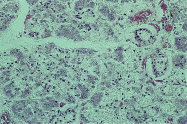 440015 Submandibular Salivary Gland A4 Photo Print