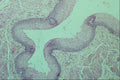 440016 Oesophagus A4 Photo Print