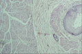 440017 Oesophagus A4 Photo Print