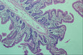 440018 Finger Villi (jejunum) A4 Photo Print