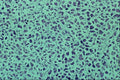 440019 Pancreas A4 Photo Print