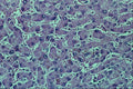 440020 Liver A4 Photo Print