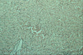 440021 Liver A4 Photo Print