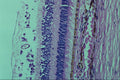 440024 Eye A4 Photo Print