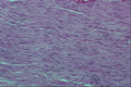440025 Ganglion A4 Photo Print