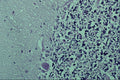 440026 Brain A4 Photo Print
