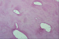 440027 Bone A4 Photo Print