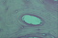 440028 Bone A4 Photo Print