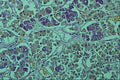 440029 Pituitary Gland A4 Photo Print