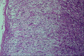 440032 Adrenal Cortex A4 Photo Print