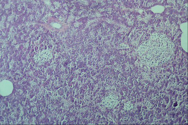 440033 Pancreas A4 Photo Print