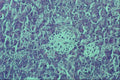 440034 Pancreas A4 Photo Print
