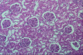 440035 Kidney Glomeruli A4 Photo Print