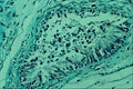 440037 Testis A4 Photo Print