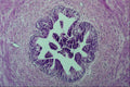 440038 Vas Deferens A4 Photo Print